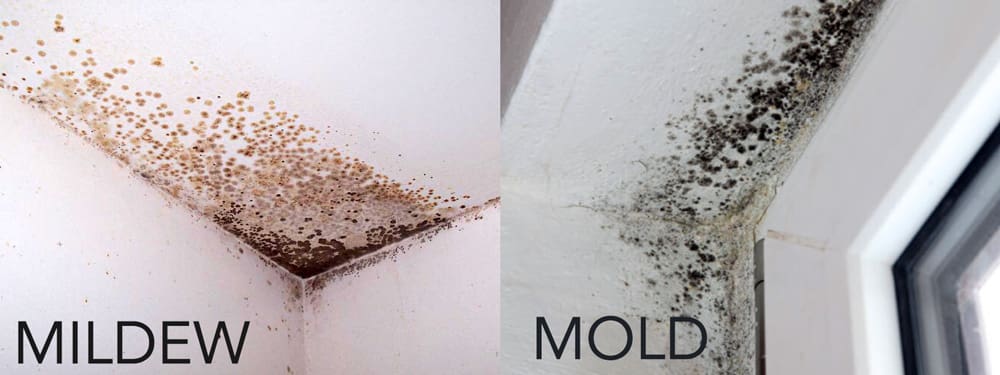 Mold-VS-Mildew