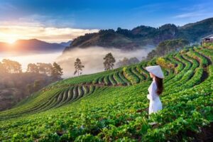 woman vietnam paddy